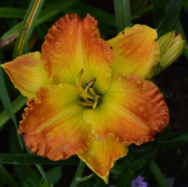 Giant On The Mountain.JPG