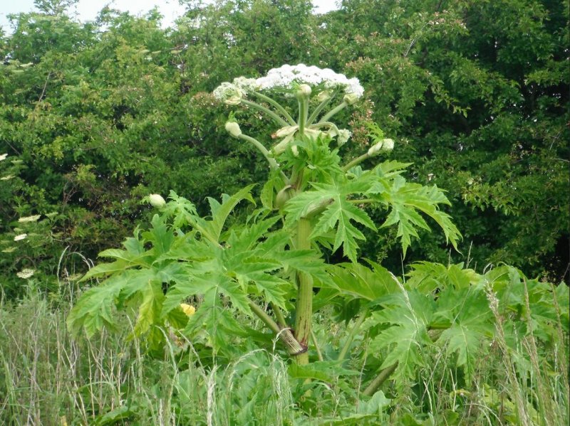 gianthogweed.JPG