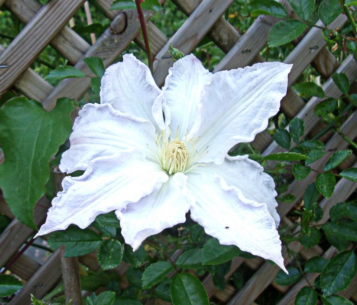 Gillian Blades (1).jpg