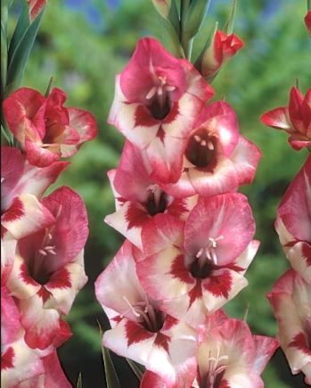 Gladioli Butterfly Clemence.JPG