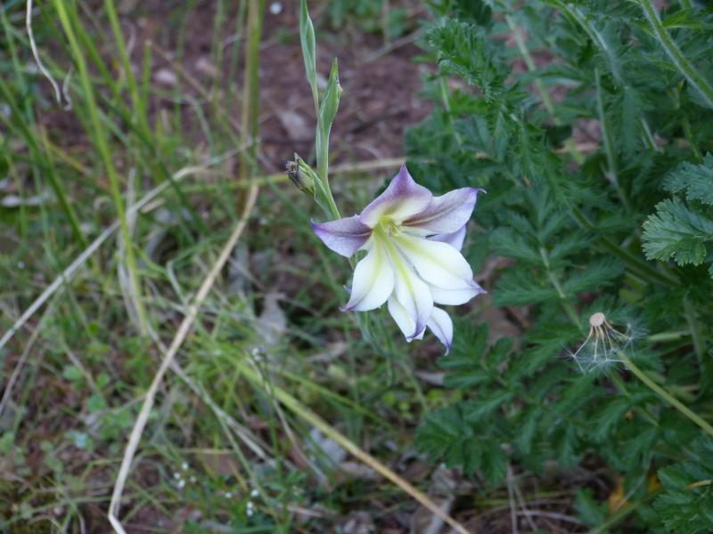 Gladioli tristis.JPG