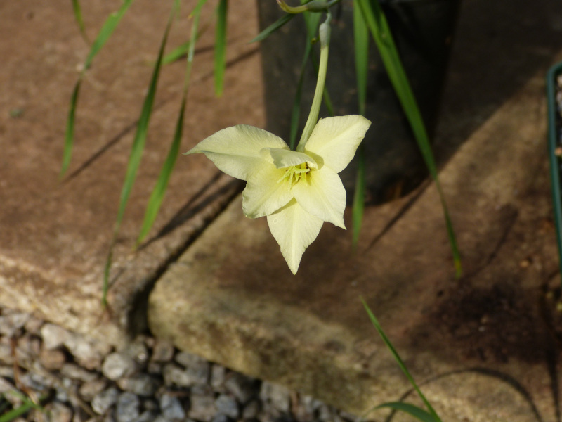 Gladiolus candidus.JPG