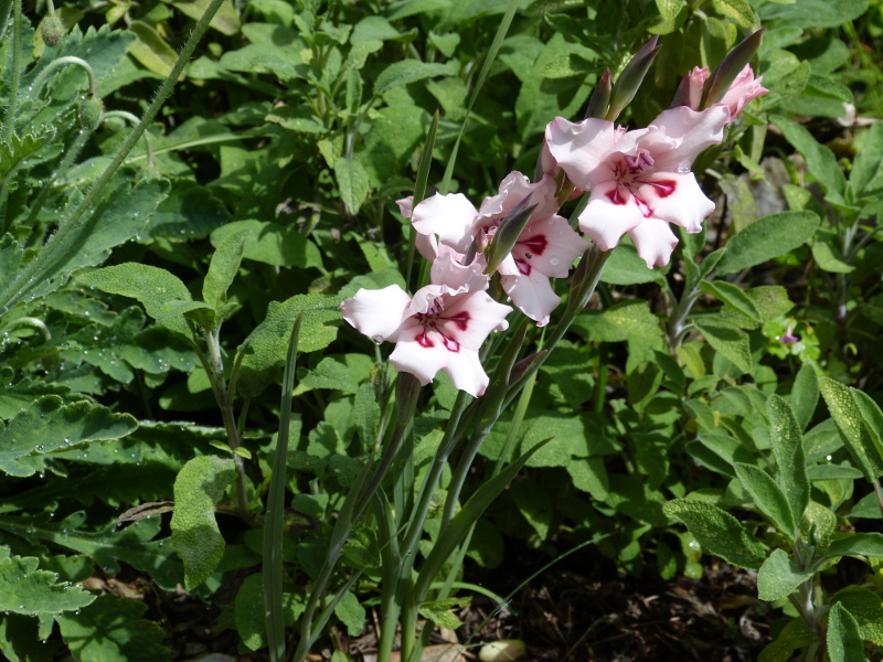 Gladiolus carneus 2017.JPG