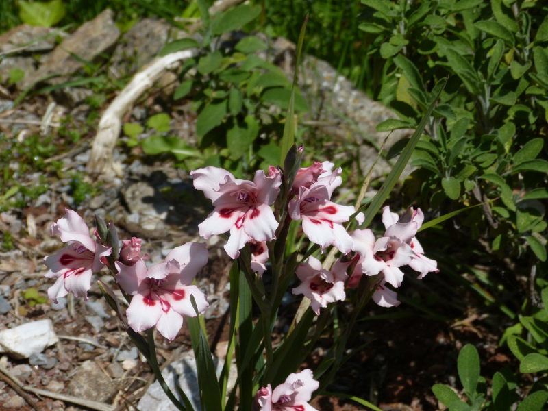 Gladiolus carneus.JPG
