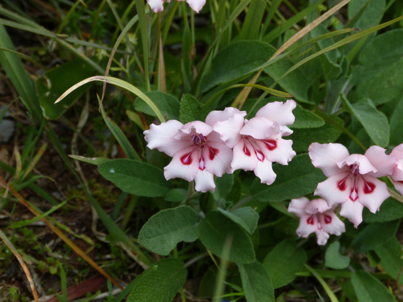 Gladiolus carneus.JPG