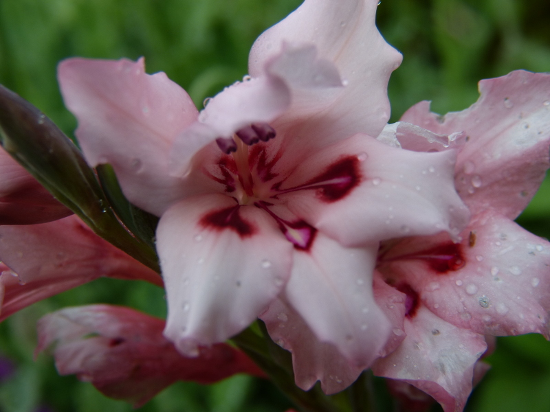 Gladiolus carneus macro2.JPG