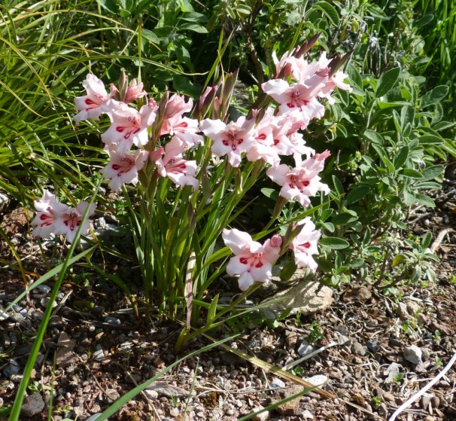 Gladiolus carneus Pink form.JPG