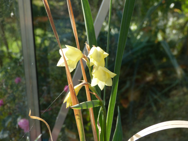 Gladiolus daleni Yellow.JPG
