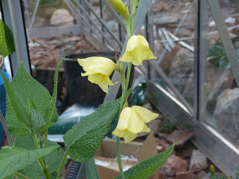 Gladiolus dalenii.JPG