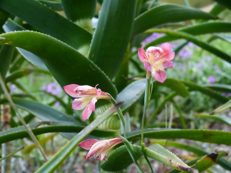 Gladiolus huttonii hybrid.JPG