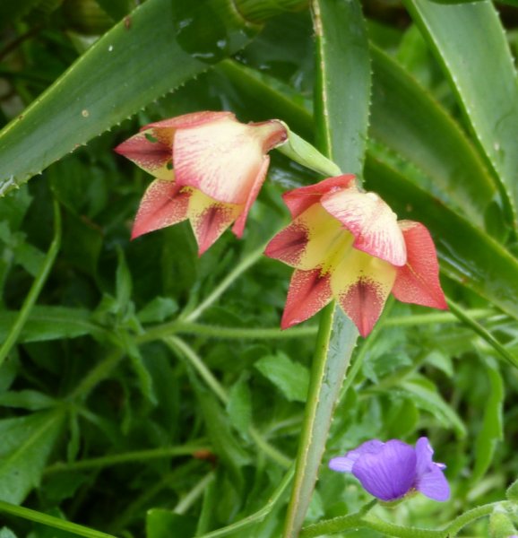 Gladiolus huttonii.JPG