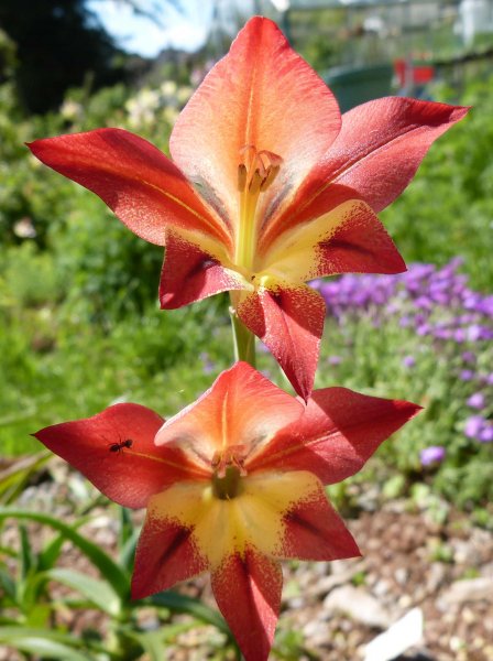 Gladiolus huttonii.JPG
