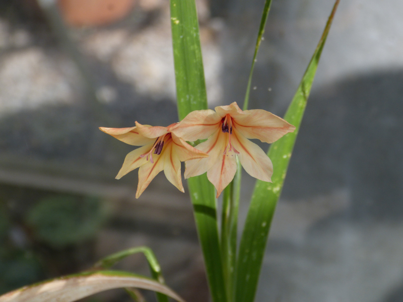 Gladiolus miniatus.JPG