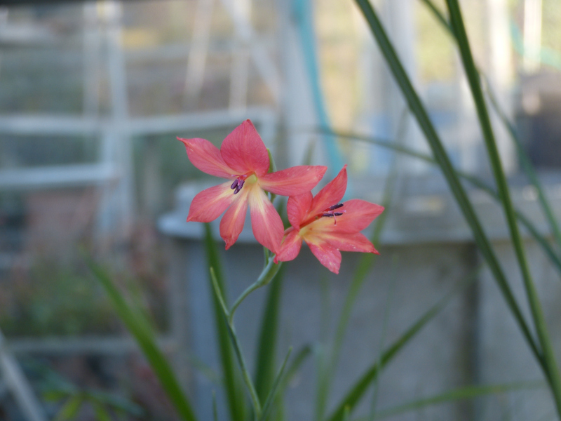 Gladiolus priorii.JPG