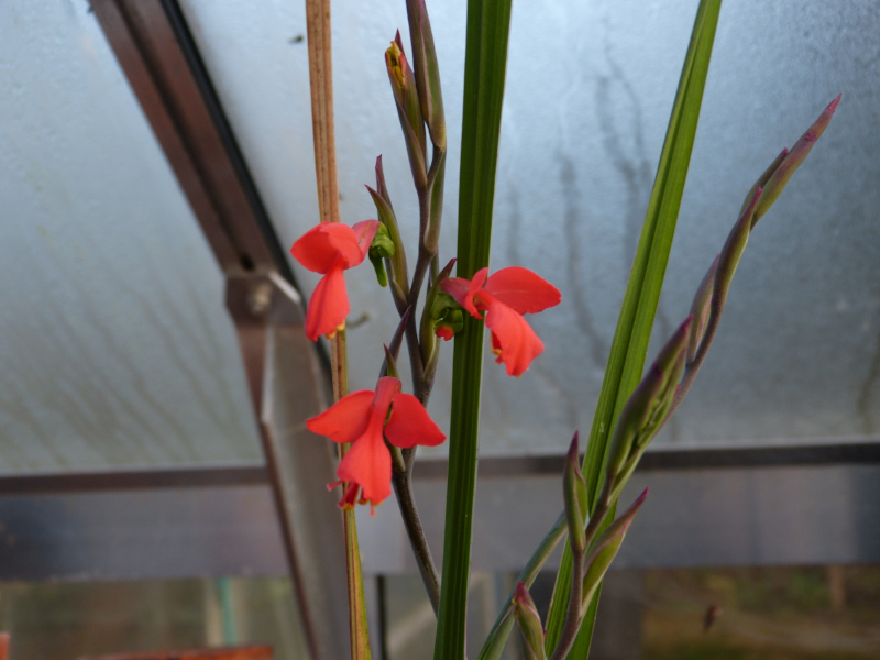 Gladiolus splendens.JPG