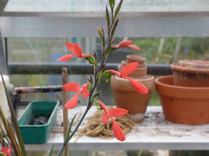 Gladiolus splendens.JPG