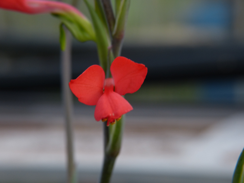 Gladiolus splendens M1.JPG