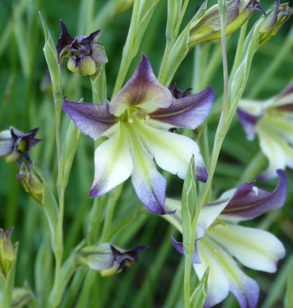 Gladiolus tristis 2.JPG