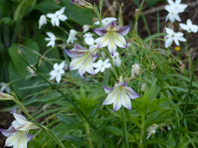 Gladiolus tristis.JPG