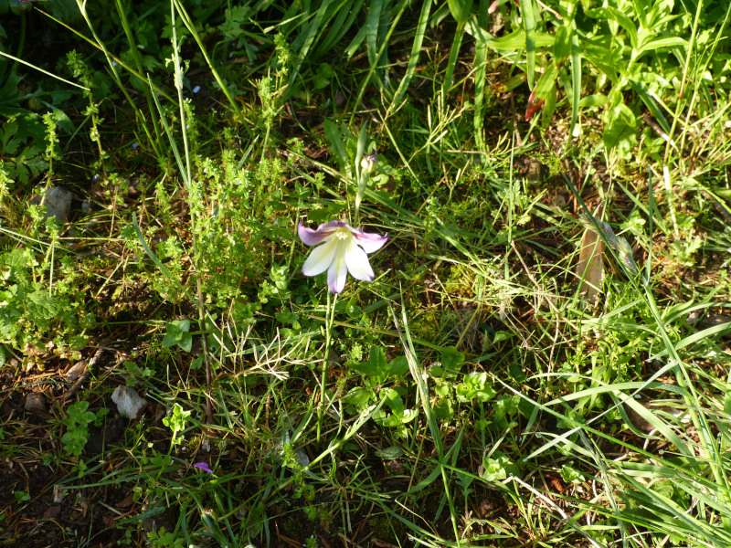 Gladiolus tristis.JPG