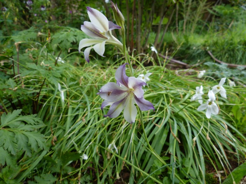 Gladiolus tristis.JPG