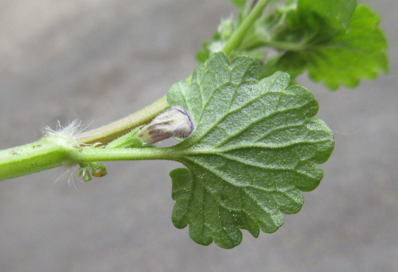 GLECHOMA  HEDERACEA  GROUND  IVY 05-05-2019 17-19-13.JPG
