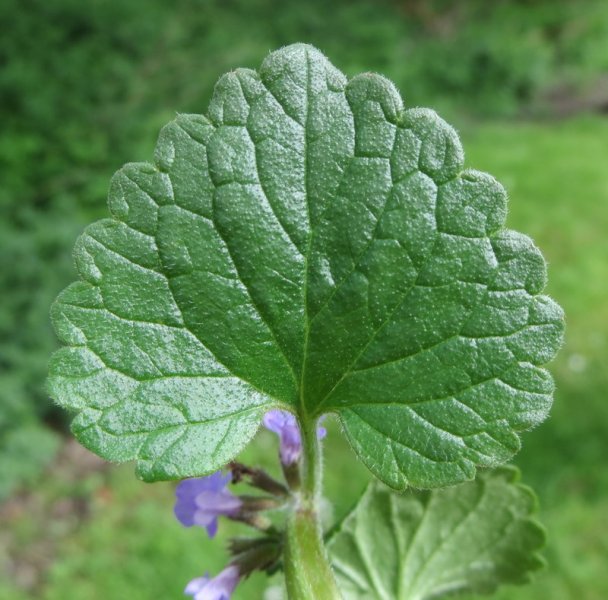 GLECHOMA  HEDERACEA  GROUND  IVY 19-05-2015 09-56-18.JPG
