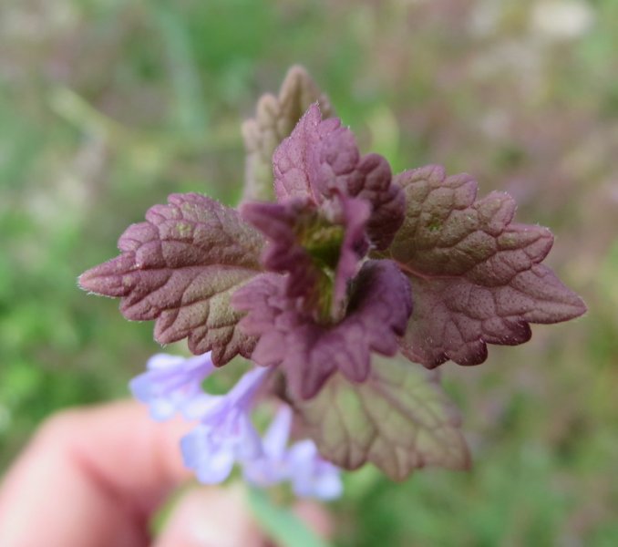 GLECHOMA  HEDERACEA  GROUND  IVY 19-05-2015 11-59-43.JPG
