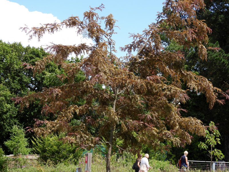 Gleditsia Ruby Lace.JPG