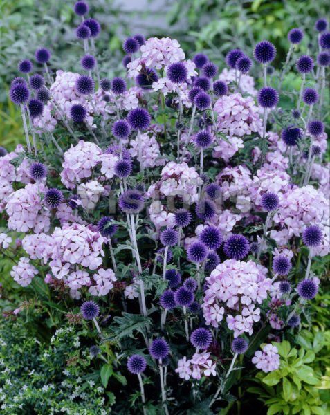 Globe Thistle and Phlox.jpg