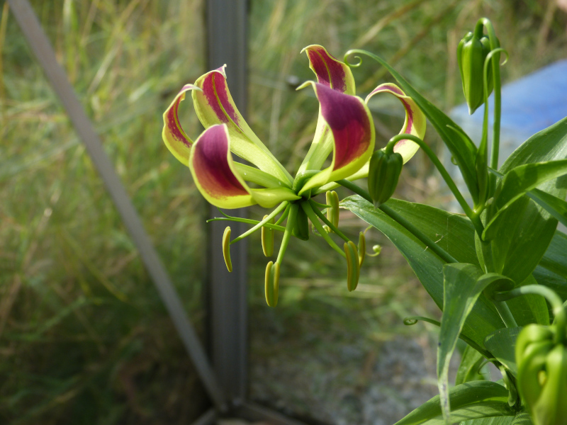 Gloriosa suberpa.JPG