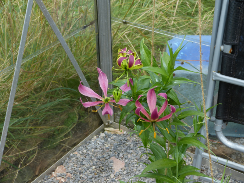 Gloriosa superba 2.JPG