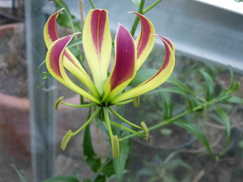 Gloriosa superba.JPG