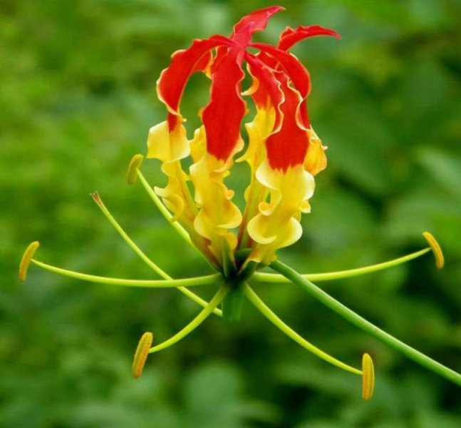 Gloriosa superba.jpg