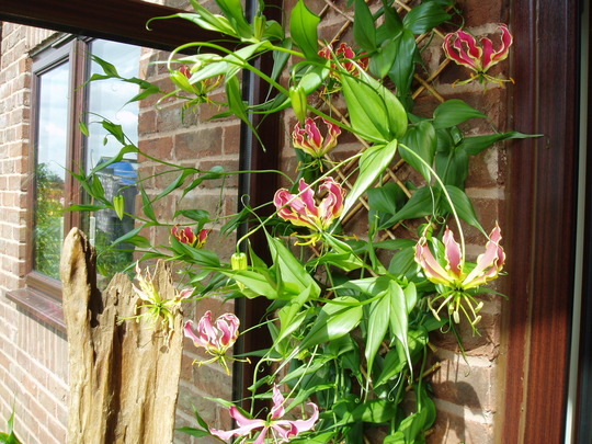 gloriosa superba.jpg
