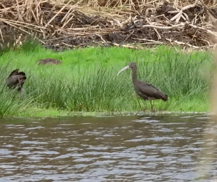 Glossy Ibis 3.jpg