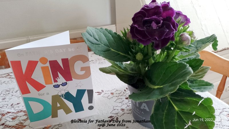Gloxinia for Father's Day from Jonathan 19th June 2022 .jpg