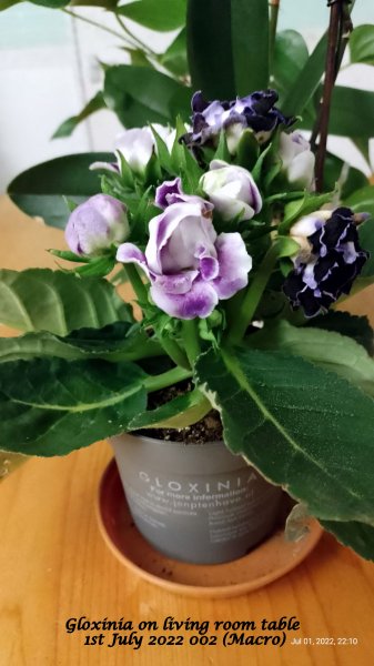 Gloxinia on living room table 1st July 2022 002 (Macro).jpg