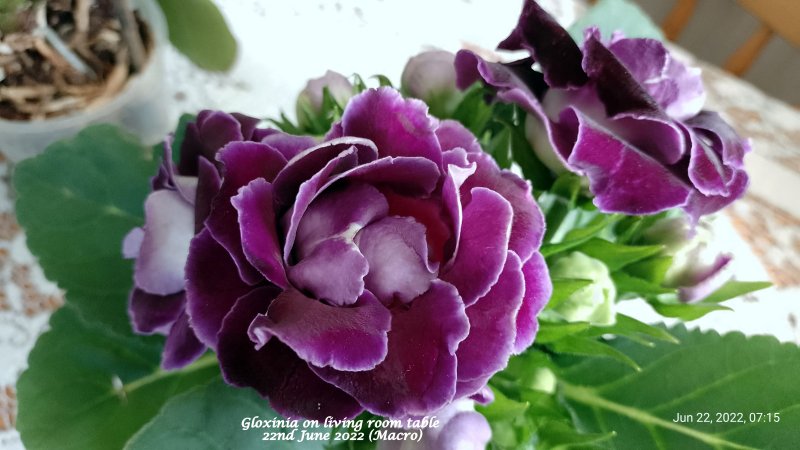 Gloxinia on living room table 22nd June 2022 (Macro).jpg