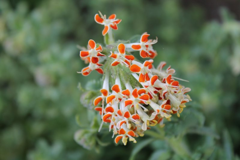 Glumicalyx 'Flanagannii' (4).JPG