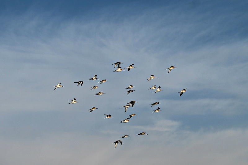 godwit in flight small (800x533).jpg