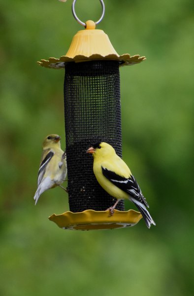 Gold Finch Breeding Colors.jpg