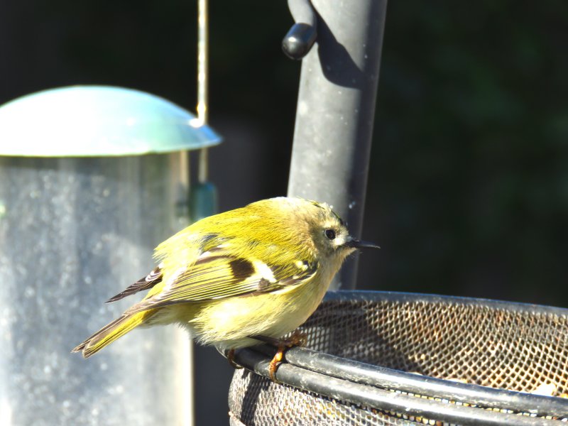 goldcrest 3.JPG
