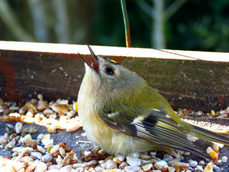 goldcrest.JPG