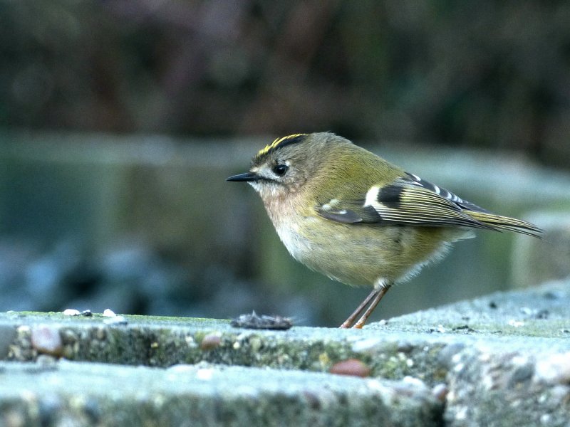 Goldcrest - Norden.JPG