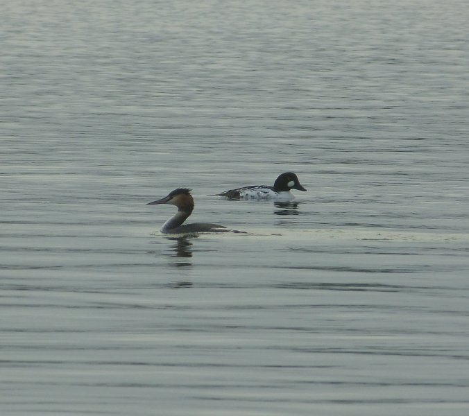 Golden - Grebe.JPG
