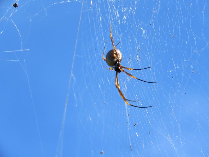 Golden Orb Web Spider 1.JPG