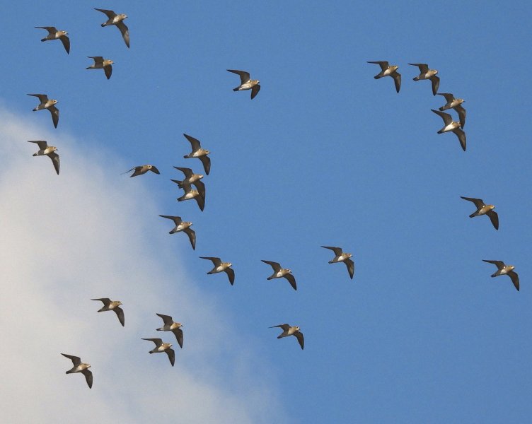 Golden Plovers (6).jpg