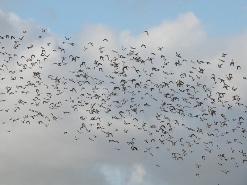 Golden Plovers (6).jpg