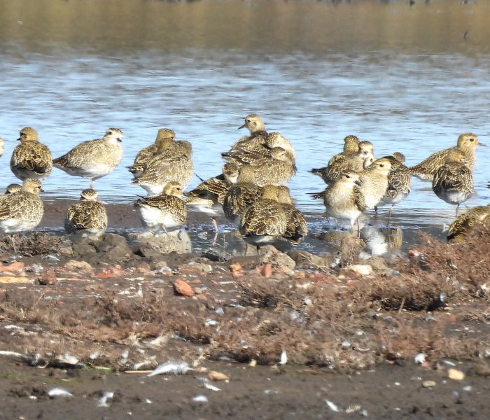 Golden Plovers 8.jpg